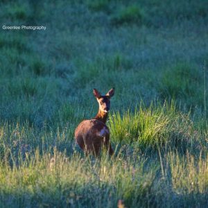 Doe Answering Call