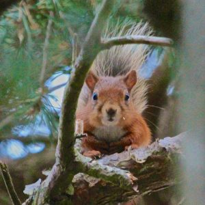 Red Squirrel on Greeley Estate