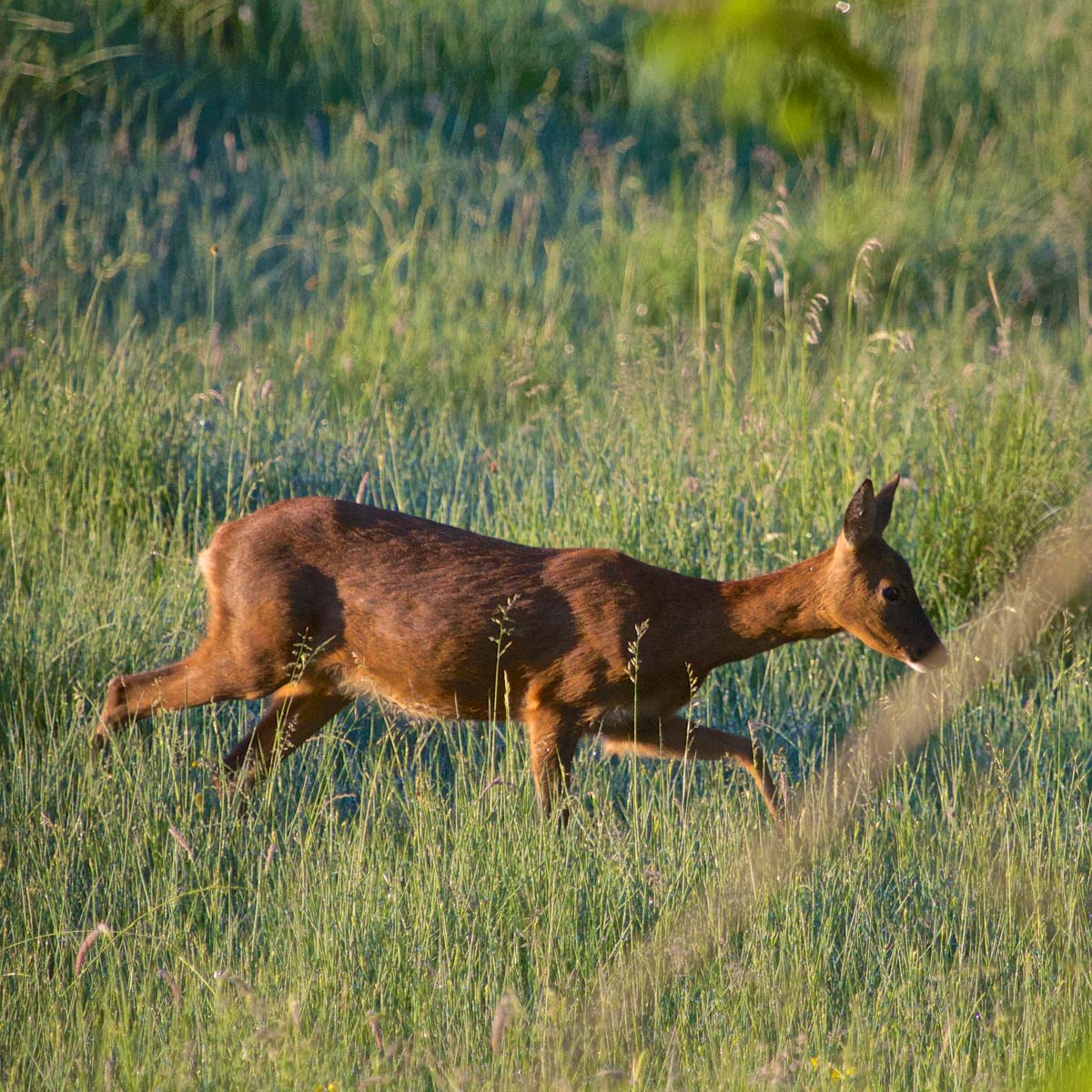 Roe deer in Summer