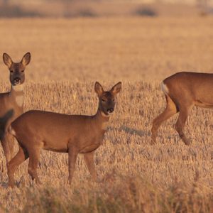 Roe deer at Greenlee