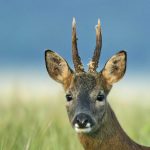 Roe buck deer