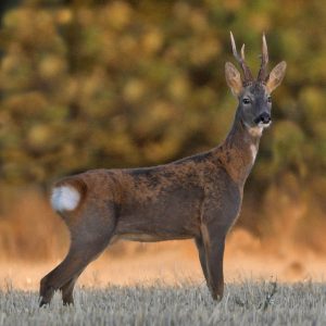 Roe buck deer