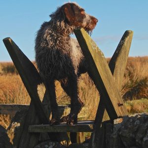 Alfie, the GWP deer dog