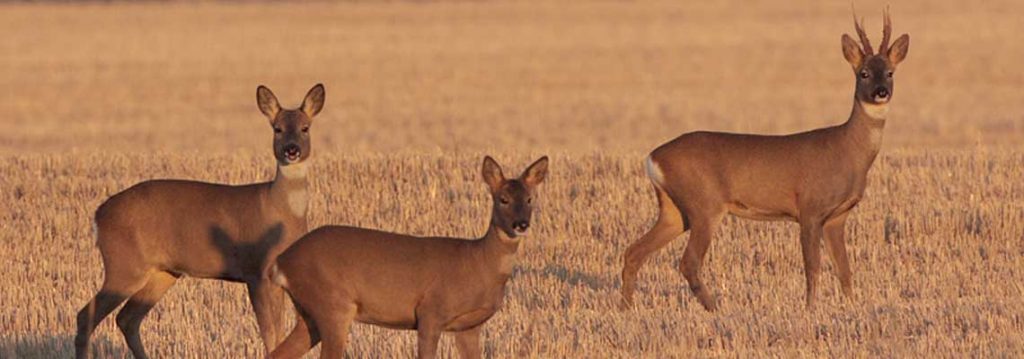 Roe Deer at Greenlee