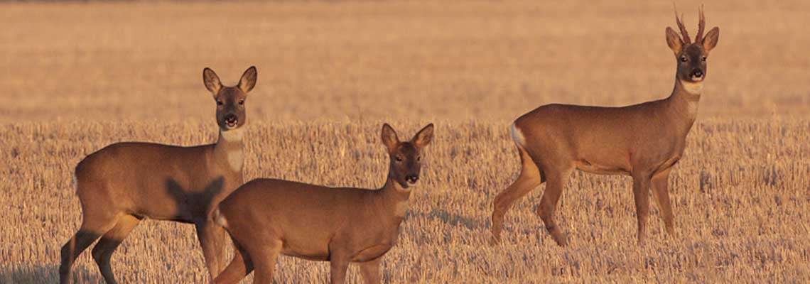 Deer Management Courses