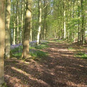 Woods on Greenlee estate